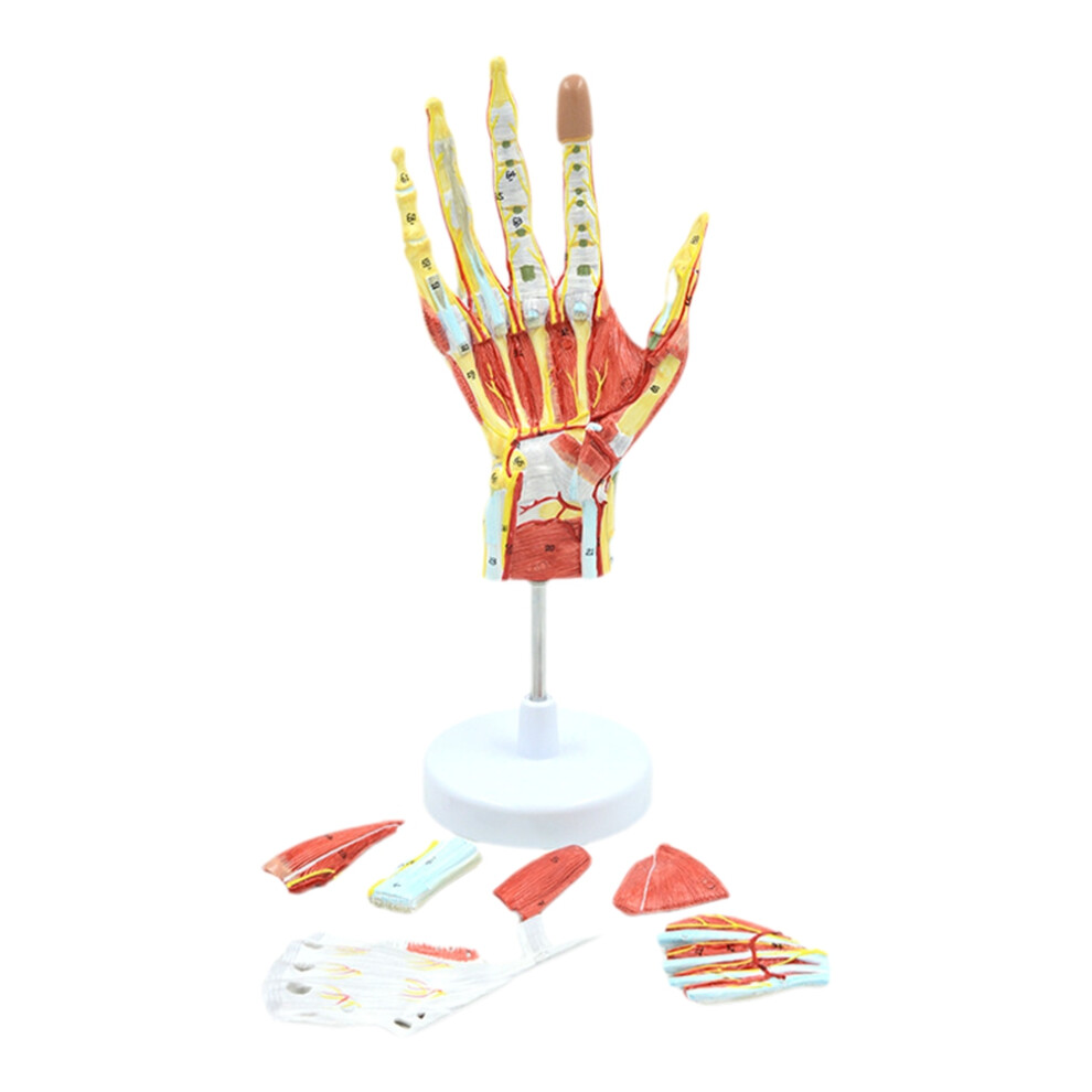 Tlily Medical Anatomical Hand Skeleton Model With Muscles, Ligaments, Nerves And Blood Vessels, Hand Bone Muscle Teaching Aids