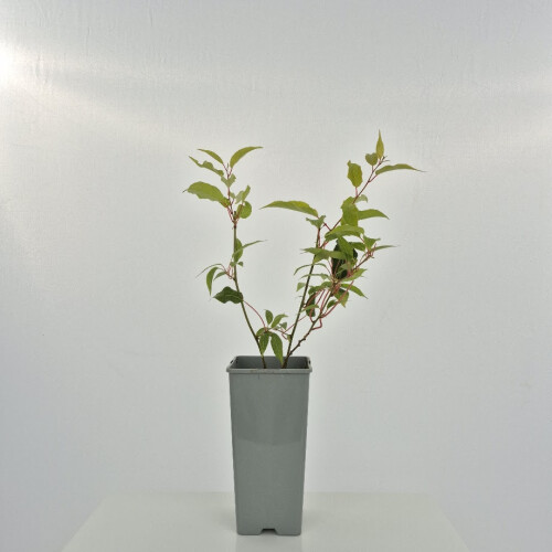 KIWI Weiki - weiblich 2L 1