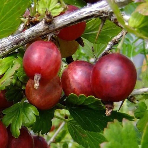 Stachelbeere Rote Hinnonmaki rot 2L 2