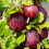 Stachelbeere Rote Hinnonmaki rot 2L 4