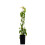 KIWI Ken's Red weiblich 1L 2