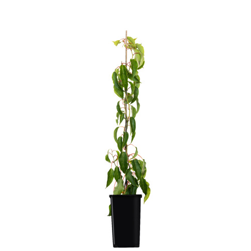 KIWI Ken's Red weiblich 1L 1