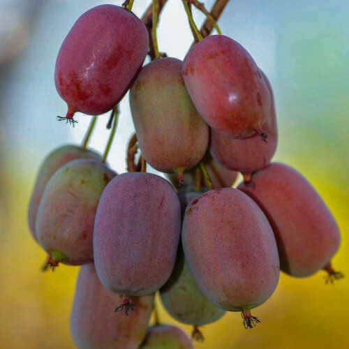 KIWI Ken's Red weiblich 1L 2