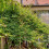 KIWI Ken's Red weiblich 1L 5