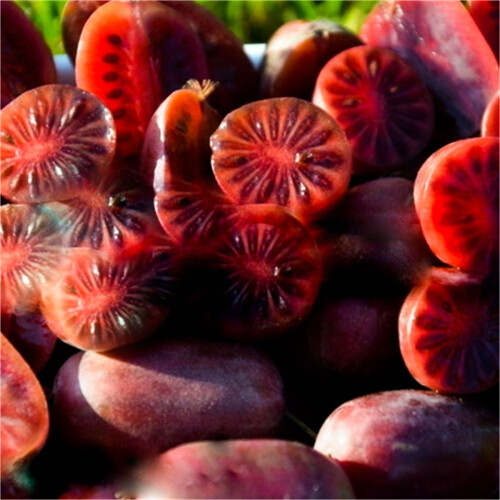 KIWI Purpurna Sadowa weiblich 1L 1