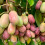 KIWI Purpurna Sadowa weiblich 1L 3