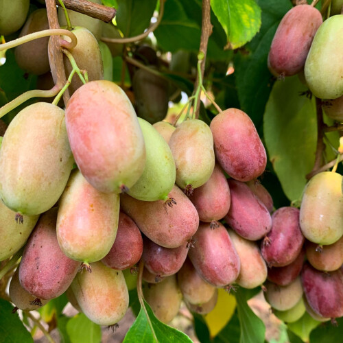 KIWI Purpurna Sadowa weiblich 1L 2