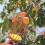 Fruit Picker Tool with Basket and Extension Pole 7