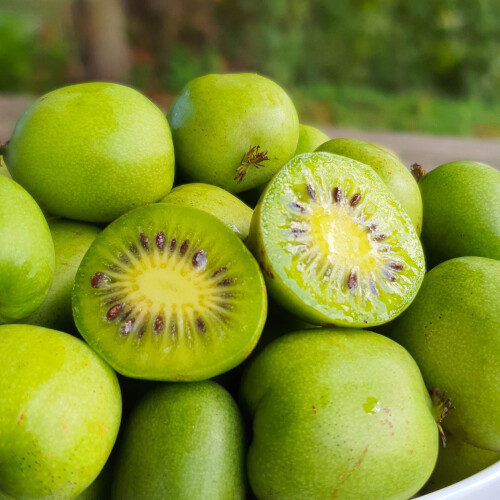 KIWI Sentyabraskaya - weiblich 1L 2
