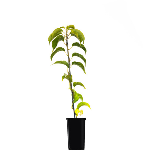KIWI Kokuwa 1L 1