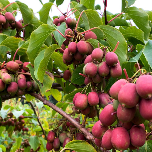 KIWI ‘Ananasnaya‘ - weiblich  1L 1
