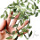 Olive Green Leaf Ribbon 269 ft  0.8 in 2