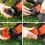 Πετονιά κοπής ζιζανίων Black & Decker AF-100-3ZP, 30ft0.065", Συμβατή με το ζιζανιοκτόνο Black & Decker 6