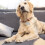 6 Pcs Pet Name Tags ID Dog for Medium Dogs Kit Silver 7