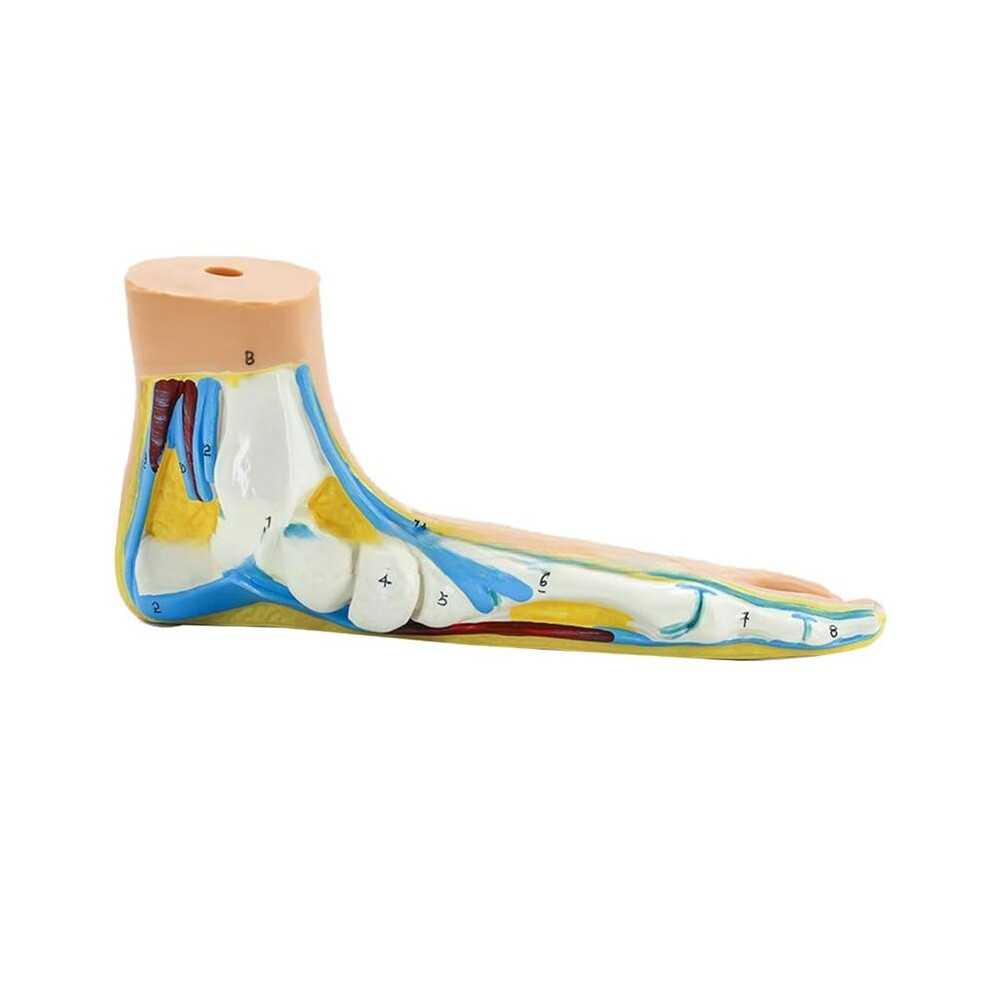 Tlily Foot Anatomy Model, Human Anatomy Foot Model, Normal Flat Arched Foot Model, Human Foot Muscle Model Flat Feet(Flatfoot)