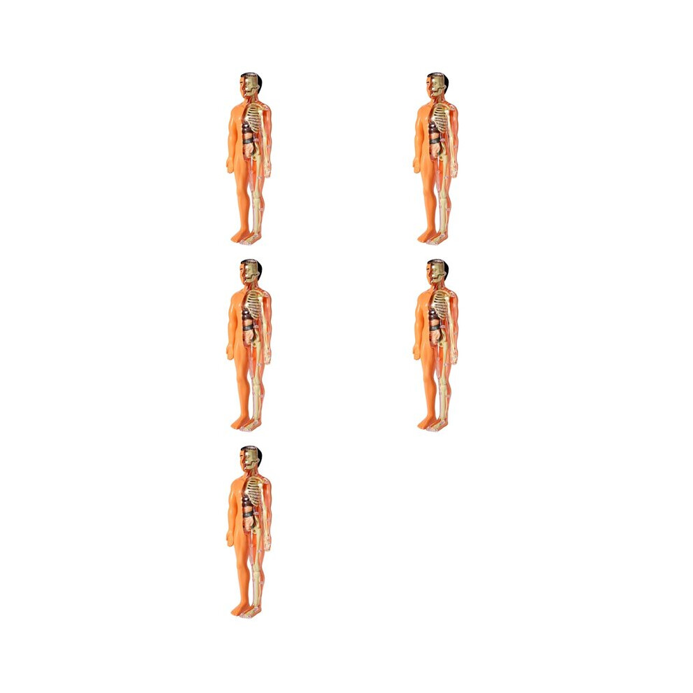 Semoic 5X 3D Human Body Anatomy Model Children Plastic Diy Skeleton Toy Science Early Learning Aids Educational Toys