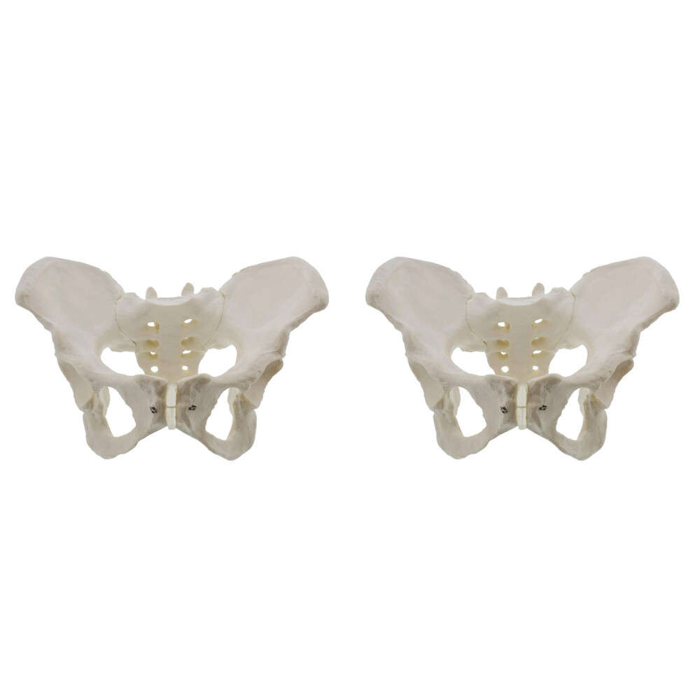Unisex 2X Life Size Female Pelvis Model, Hip Model - Female Anatomy Model, Hip Bone Pelvic Model Female Anatomical Model