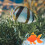 12 buc colorate false pește model acvariu decorativ simulare Goldfish 4