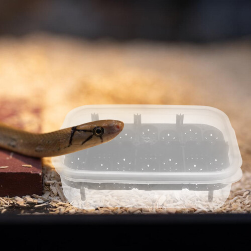 Reptilägginkubator för boxsköldpaddors avel 2