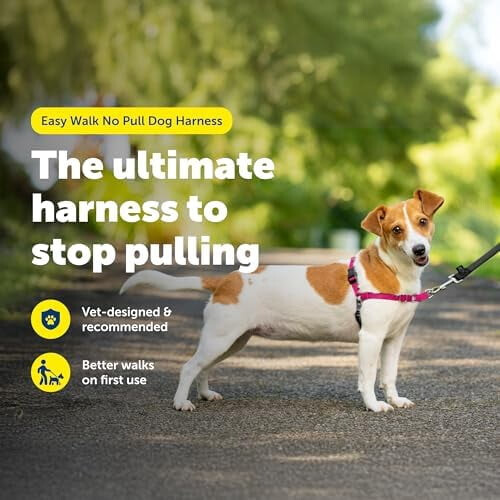 Ζώνη Easy Walk για σκύλους – Χωρίς τράβηγμα, Πατενταρισμένη θηλιά Martingale, μπροστινό 1