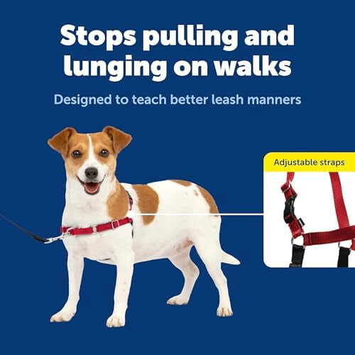 Ζώνη Easy Walk για σκύλους – Χωρίς τράβηγμα, Πατενταρισμένη θηλιά Martingale, μπροστινό 2