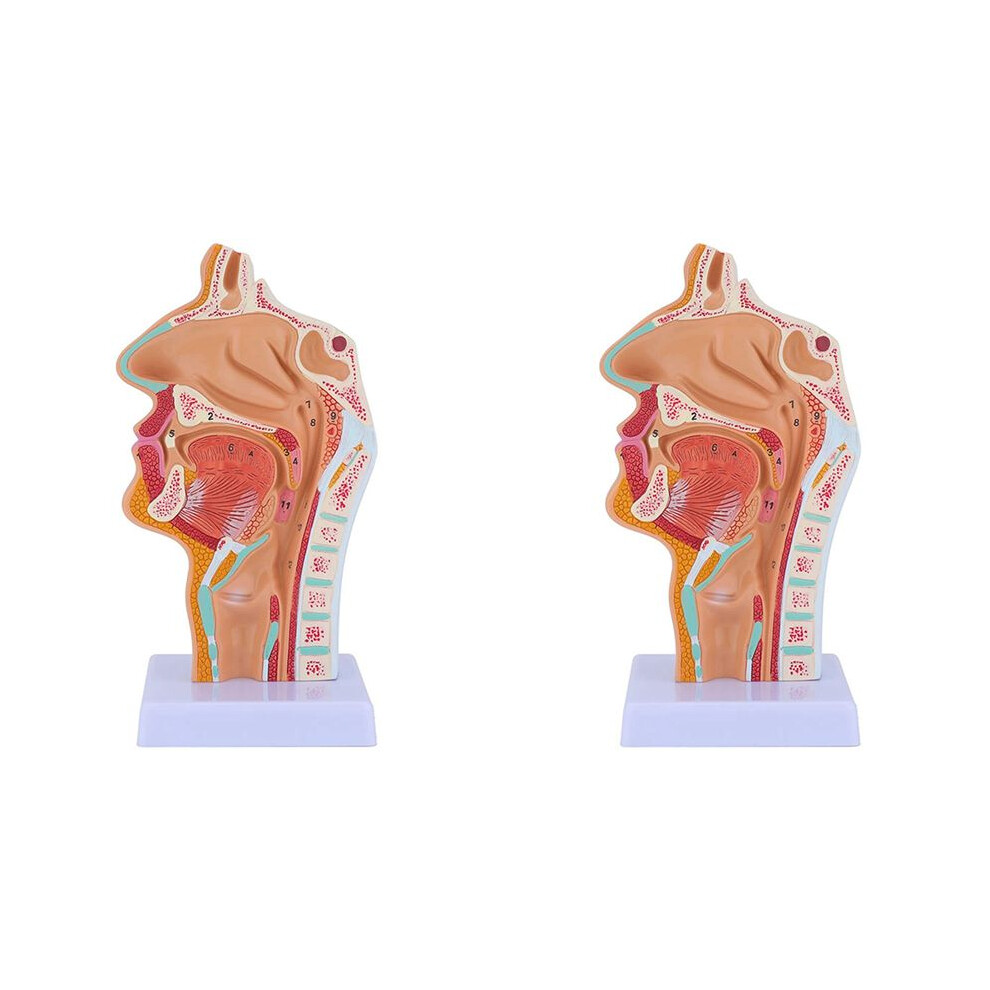 2X Nasal Cavity Throat Anatomy Model Human Anatomical Pharynx Larynx Model for Students Study Display Teaching