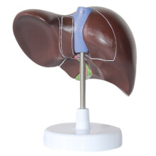 New Human Liver Simulation Model Anatomy PVC Natural Life Size Porta Hepatic Gallbladder Bile Duct Structure Model