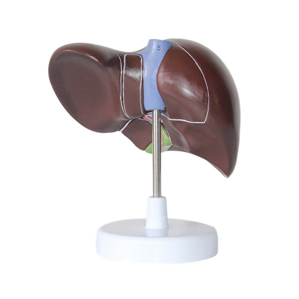 Saudism New Human Liver Simulation Model Anatomy Pvc Natural Life Size Porta Hepatic Gallbladder Bile Duct Structure Model