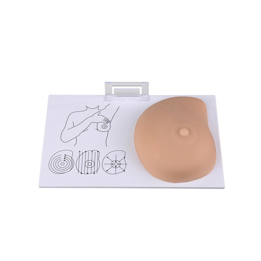 Tauoh Teaching Breast Human Pathological Anatomy Breast Self Exam Model Irregular Masses Pathological Examination Model