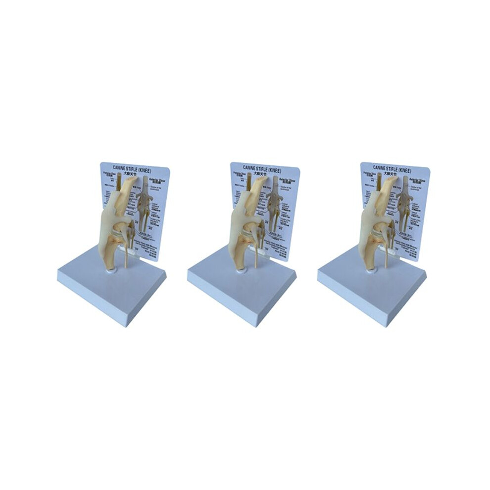 Unisex 3X Canines Knee Model Dog Joint Anatomical Model Dog Skeleton Model Animal Skeleton Anatomy Medical Science Gift