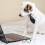 Cravate ajustable pour chiens et chats – 20 couleurs 2