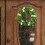 15 Inch Shamrock Wreath for St Patrick's Day 5
