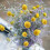 Fiori secchi di Billy Balls gialli per composizioni floreali 7