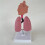 Human Respiratory Systems Model, Human Nasal Cavity Throat Lung Anatomy Model Teaching Tool 2