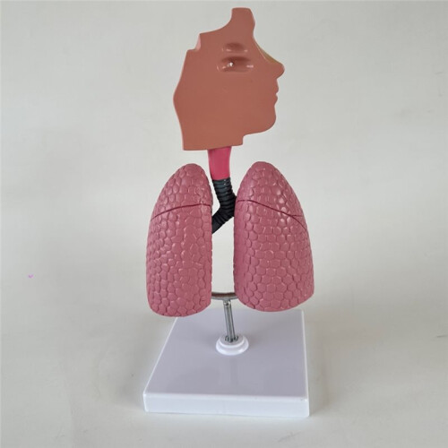 Human Respiratory Systems Model, Human Nasal Cavity Throat Lung Anatomy Model Teaching Tool 1