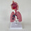 Human Respiratory Systems Model, Human Nasal Cavity Throat Lung Anatomy Model Teaching Tool 5