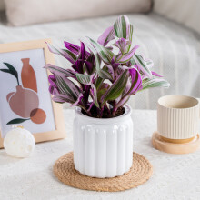 (White) Self Watering Flower Pots for Home Decor
