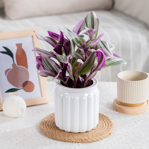 (White) Self Watering Flower Pots for Home Decor