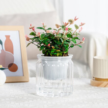 (Transparent) Self-Watering Flower Pots for Home & Balcony