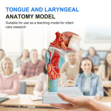 Human Tongue-Throat Anatomy Model, Tongue-Tooth-Throat Model Life-Size Includes Tongue Teeth Thyroid Gland Larynx