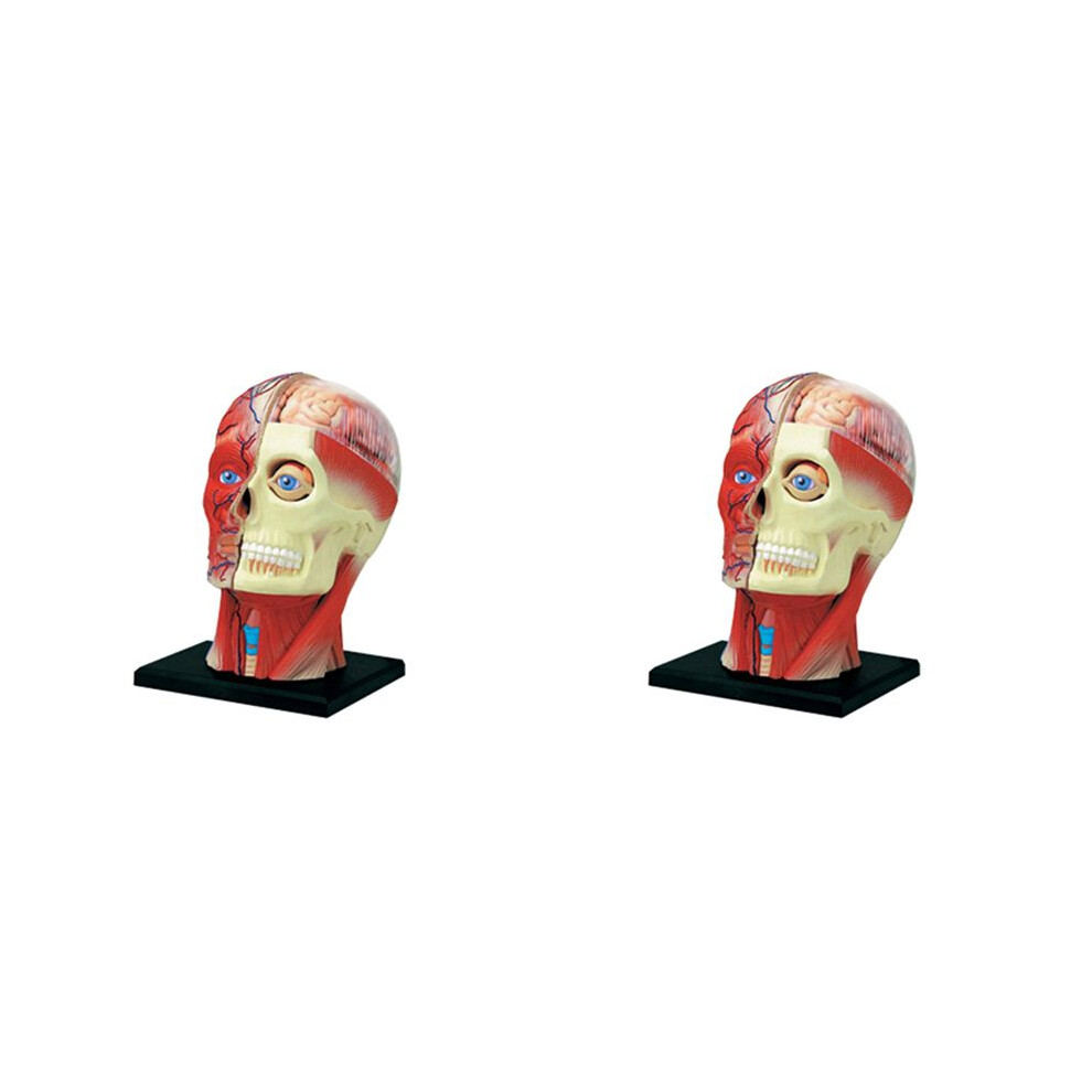 Photos - Tool Box 2X Medical-Torso Human Body Model Education Muscles Nerve Organs Model for Student Teaching Study Assembling Model