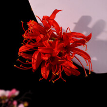 (2) Red Magic Lily Tassel Hairpin for Party Show
