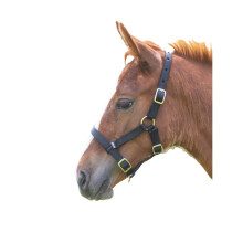 (Foal/Mini, Black) Shires Foal Headcollar