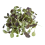 Premium papegøjefoder | Pak Choi hvid | Frø til spirer | til papegøjer 50g 3