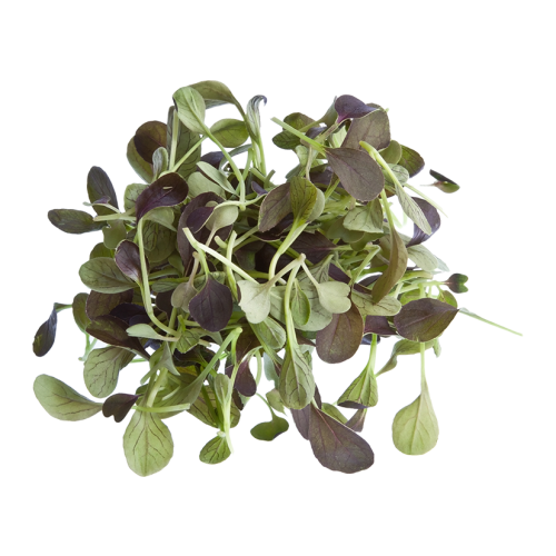 Premium papegøjefoder | Pak Choi hvid | Frø til spirer | til papegøjer 50g 2