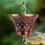Rain Chains for Gutters Outside,Copper Rain Catcher Chain with Cups Decorative Replacement for Downspout 6