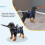 Blind Dog Ring Harness Blue M Anti-Collision Adjustable Durable 5