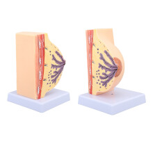 Female PVC Anatomical Chest Model for Medical Teaching Display