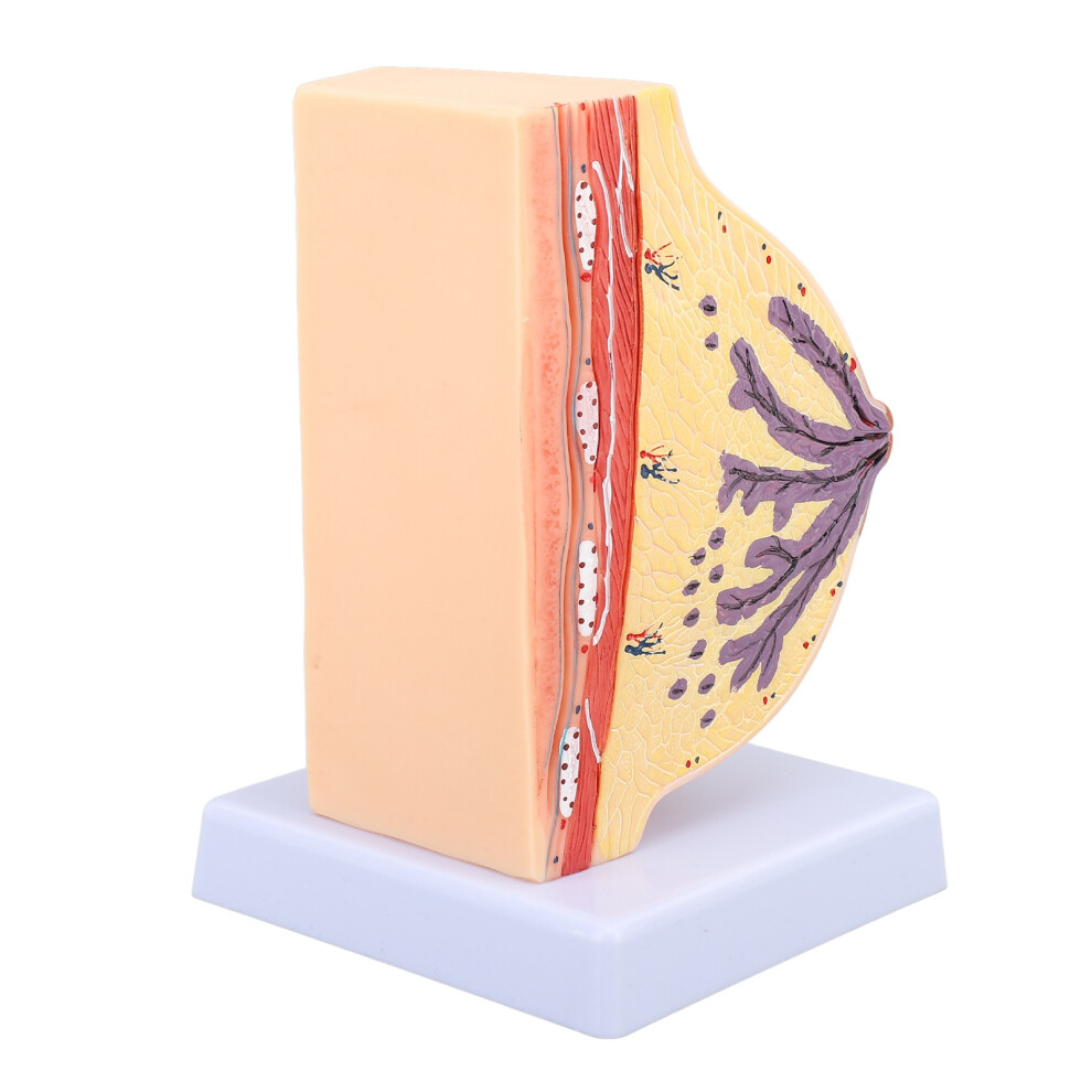 Human Female PVC Chest Anatomy Model for Medical Teaching Display
