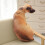 Cuscino 3D per cani Husky Pastore Tedesco in peluche 3